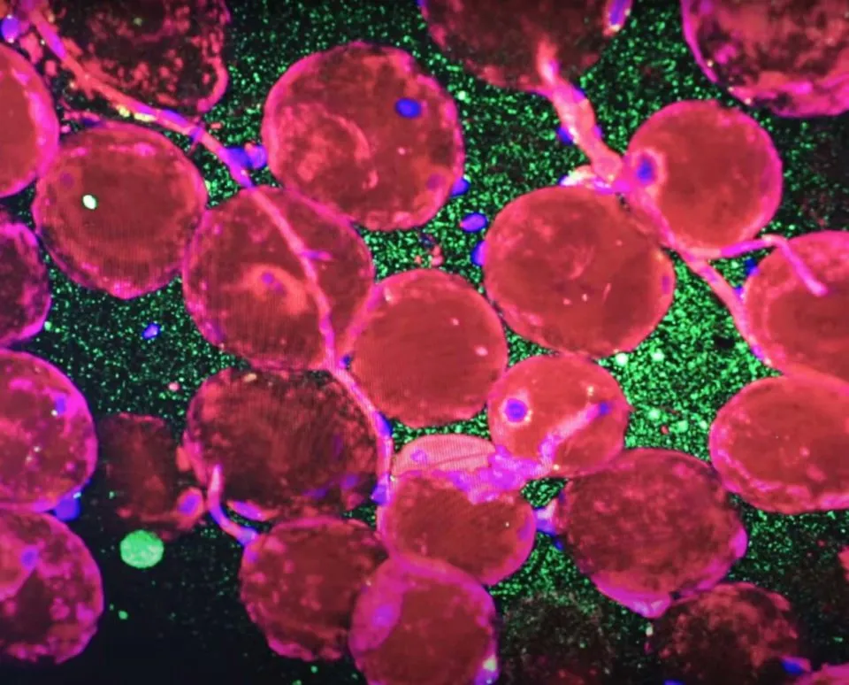 colorful abstract visualization of human stem cells